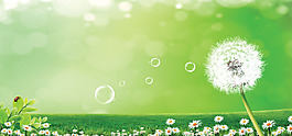 清新白色花朵蒲公英banner背景素材