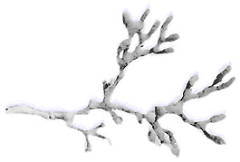 冰凍掛雪樹枝png元素素材