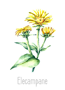 清新唯美黃色野菊花插畫