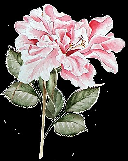 粉色鮮花綠葉卡通透明素材
