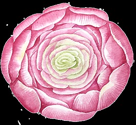 玫紅色鮮花卡通透明素材