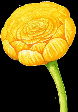 一支黃色鮮花卡通透明素材