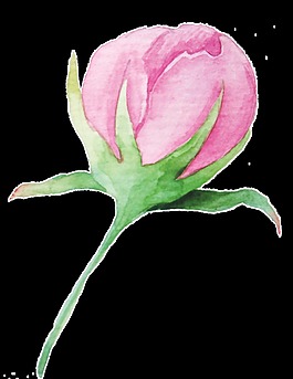鮮花卡通透明素材