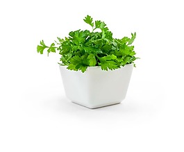 香味濃郁的一碗香菜psd源文件
