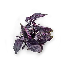 紫色葉子植物花草psd源文件