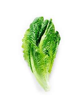 彩繪逼真一顆生菜psd源文件