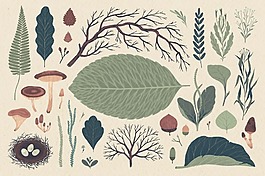 手绘各种各样形态植物树叶psd源文件