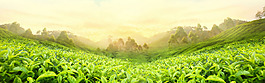 清新綠色植物banner背景素材