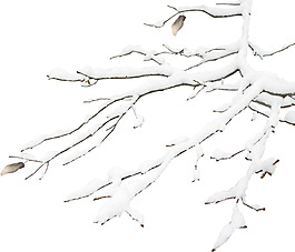 冬季掛雪樹枝png元素素材