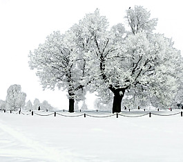 冬季挂雪树木png元素素材