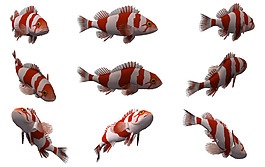 金魚大集合png元素素材