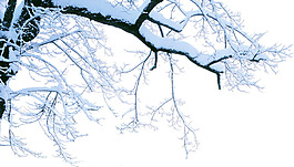 冬季掛雪樹枝png元素素材