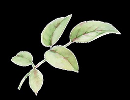 常見植物樹葉卡通透明素材