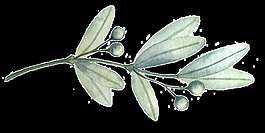 枝繁葉茂卡通透明素材