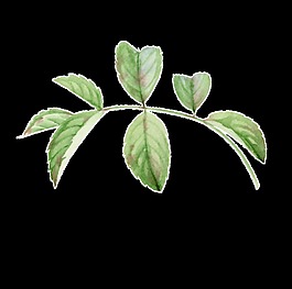 植物樹葉清新卡通透明素材
