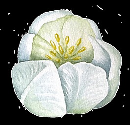 淡雅花卉卡通透明素材