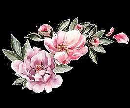 素描水彩花卉卡通透明素材