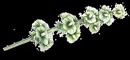 綠色植物卡通透明素材