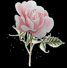 浪漫玫瑰花卡通透明素材