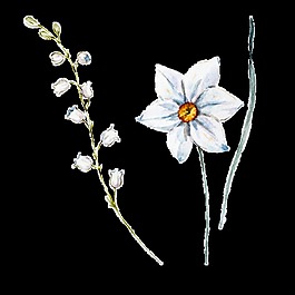 創(chuàng)意時(shí)尚花卉卡通透明素材