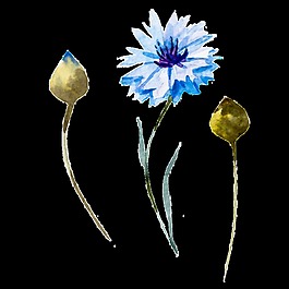 藍(lán)色創(chuàng)意花卉卡通透明素材