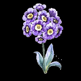 紫色花卉卡通透明素材