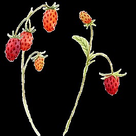 草莓卡通透明素材