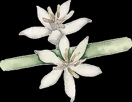 手繪水彩復(fù)古花朵png透明素材
