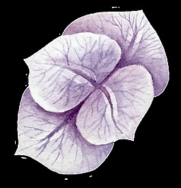 紫紋花葉卡通透明素材