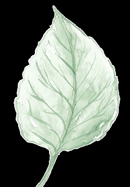 肥白枝叶卡通透明素材