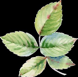 合攏枝葉卡通透明素材