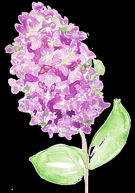 花心紫葉卡通透明素材