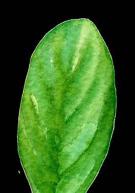 果肉樹(shù)葉卡通透明素材