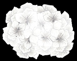 浪漫白花卡通透明素材