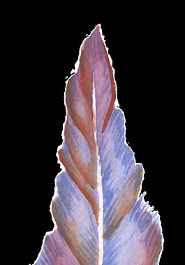 幻彩羽毛卡通透明素材