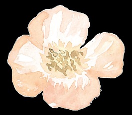 肉色花蕊卡通透明素材