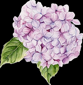 紫肉花瓣卡通透明素材