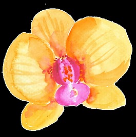 蝴蝶花卡通透明素材