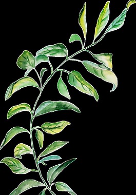 婀娜樹(shù)枝卡通透明素材