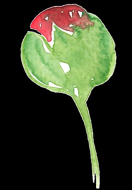 西瓜花卡通透明素材