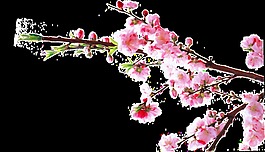 粉紅色桃花png透明素材