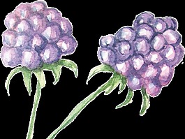 紫色葡萄花卡通透明素材