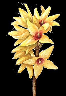 黃葉花枝卡通透明素材