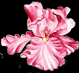 蝴蝶花瓣卡通透明素材