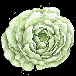 白菜綠花卡通透明素材