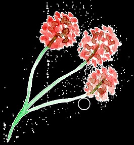红肉花束卡通透明素材