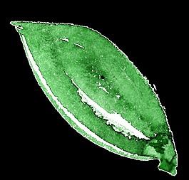 绿色果肉卡通透明素材