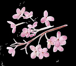 粉色櫻花卡通透明素材