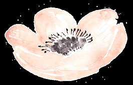 多肉花蕾卡通透明素材