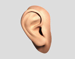 3d人耳朵免摳psd透明素材